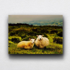 Sheep In Field Canvas Sets