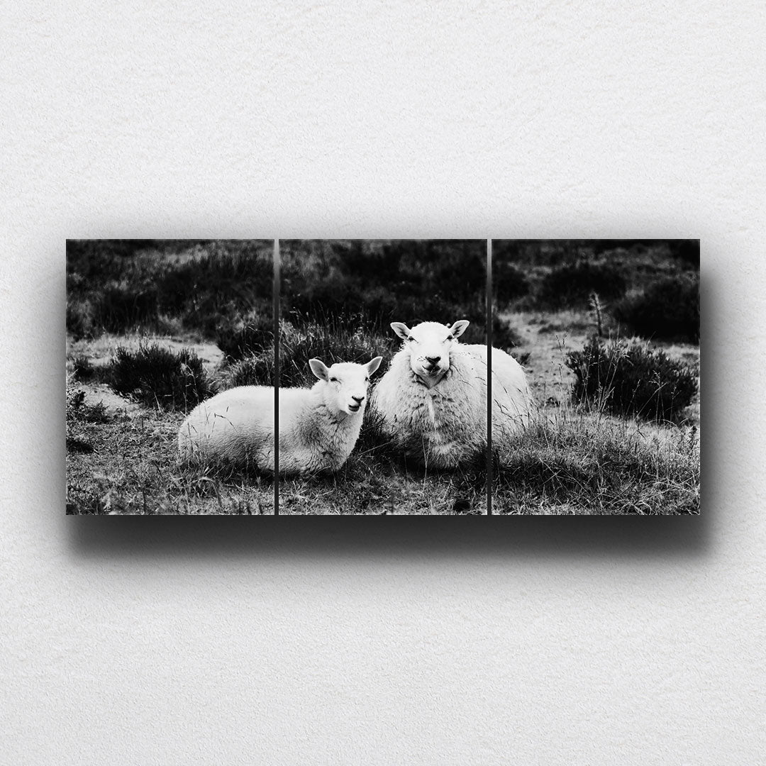 BW Sheep In Field Canvas Sets