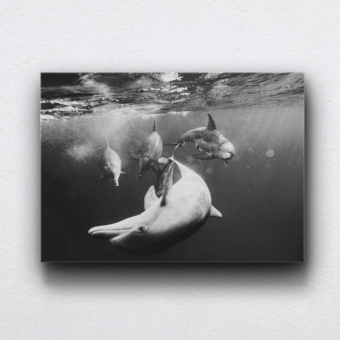BW Dolphin Friends Canvas Sets