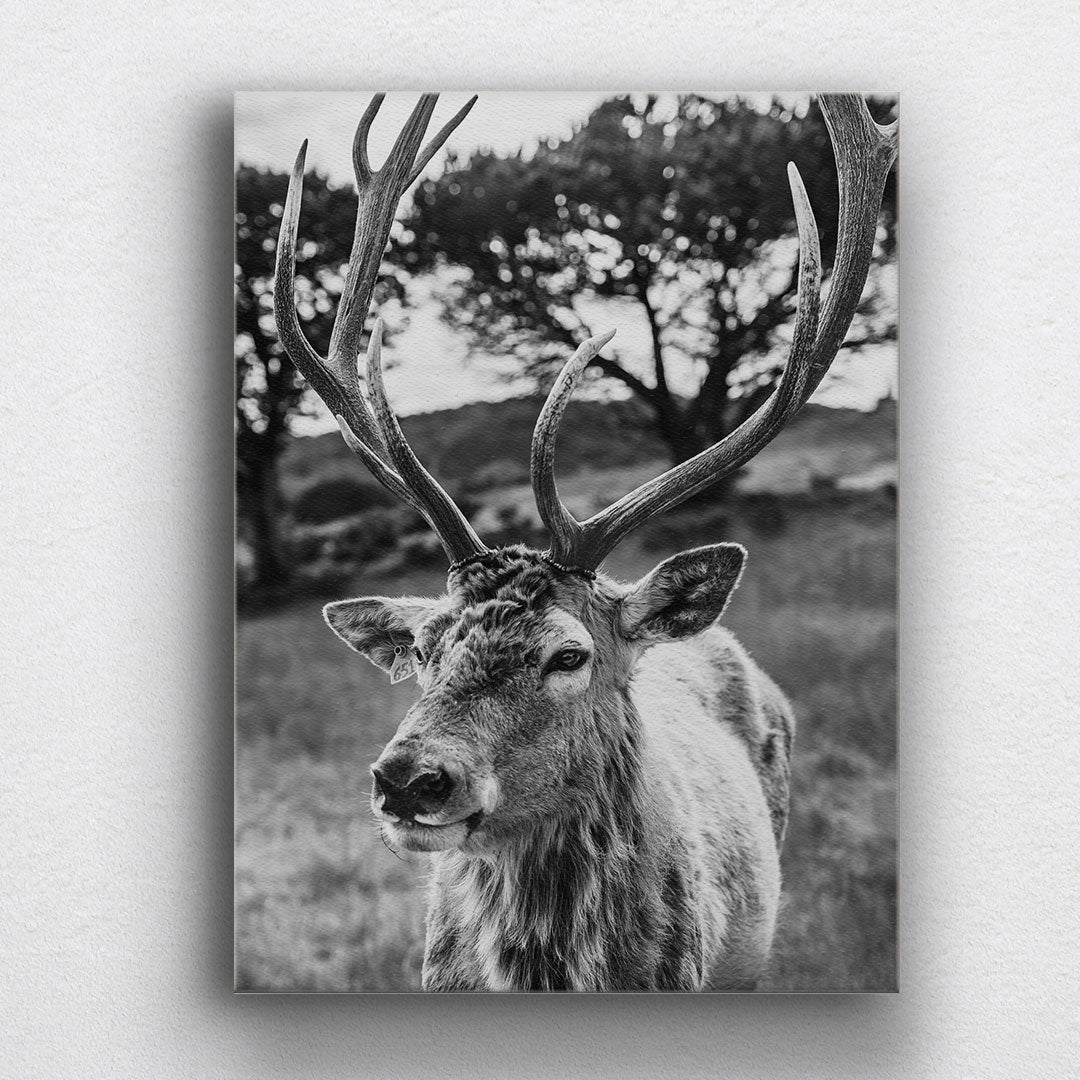 BW Elk Canvas Sets