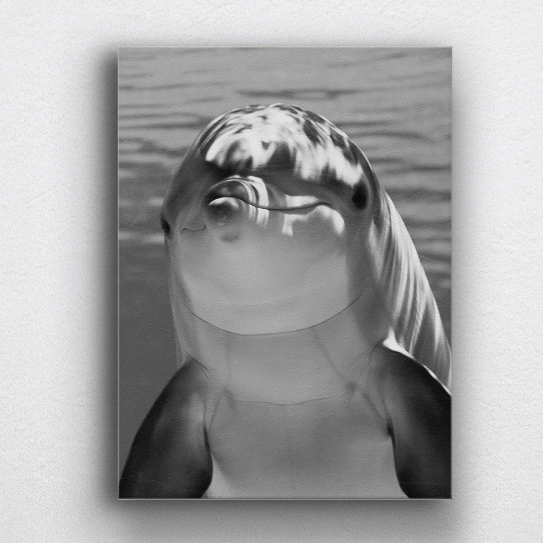 BW Happy Dolphin Canvas Sets
