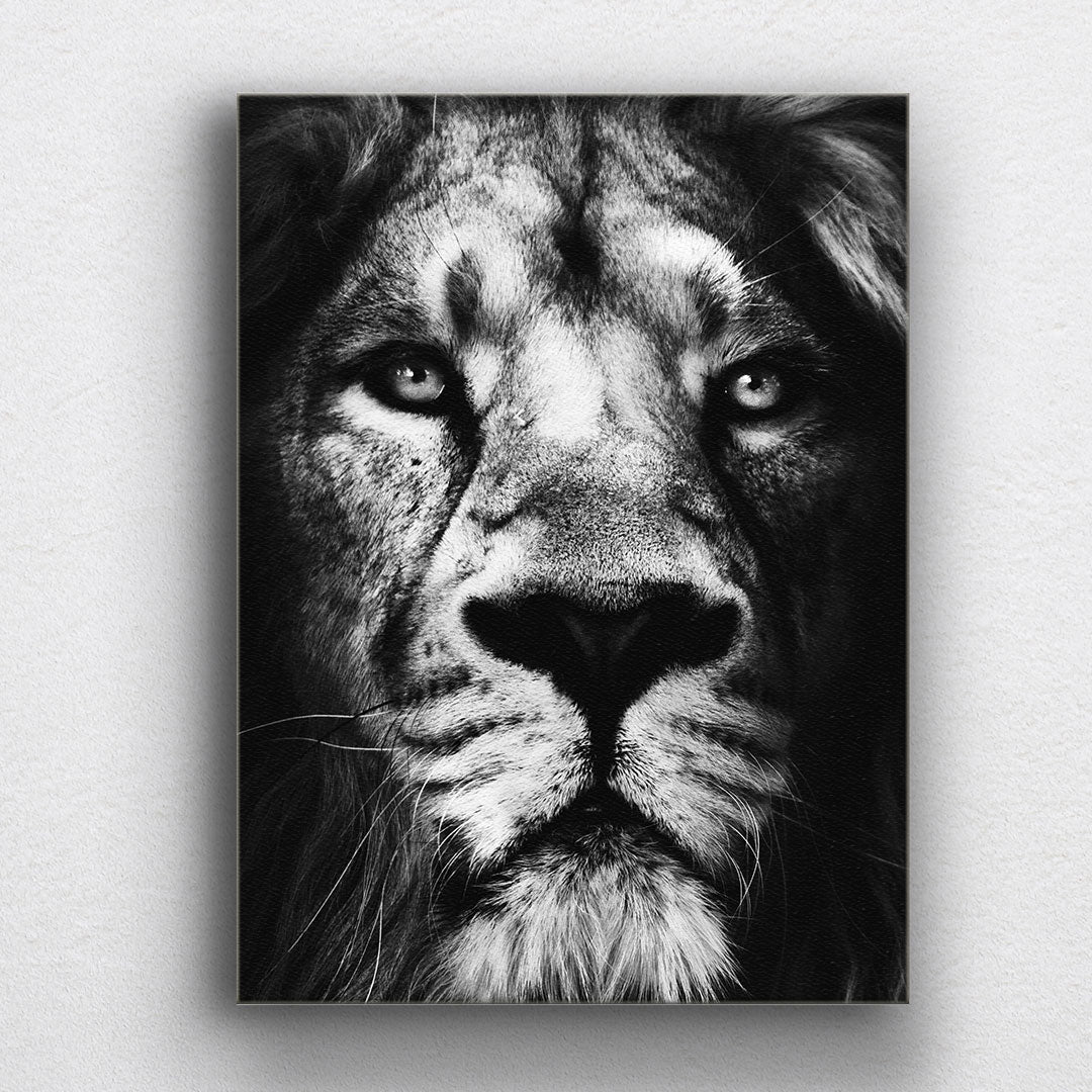 BW Lion Canvas Sets