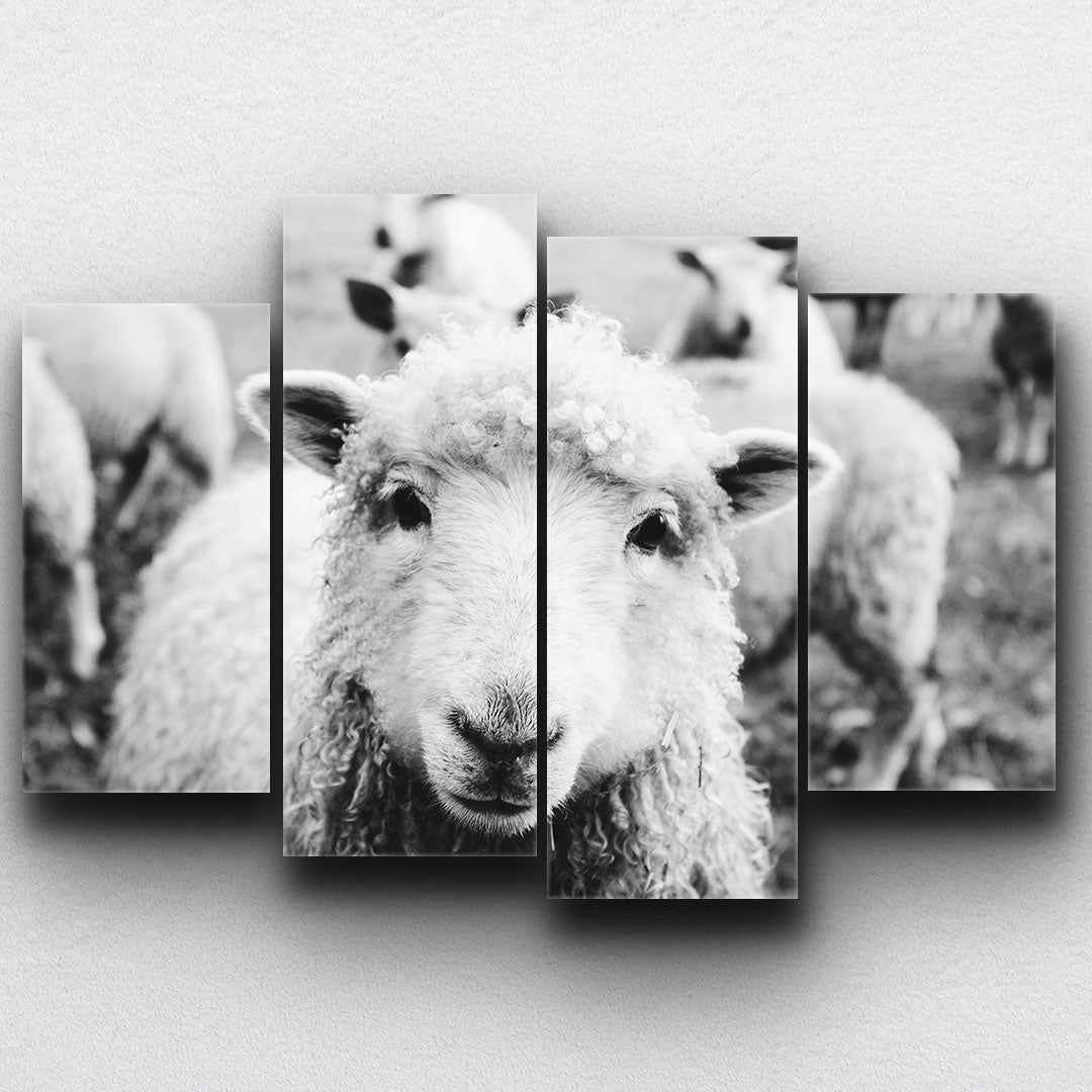 BW Lamb Canvas Sets