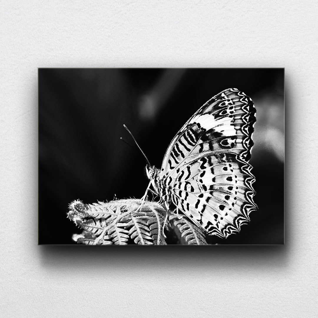 BW Monarch Butterfly Canvas Sets