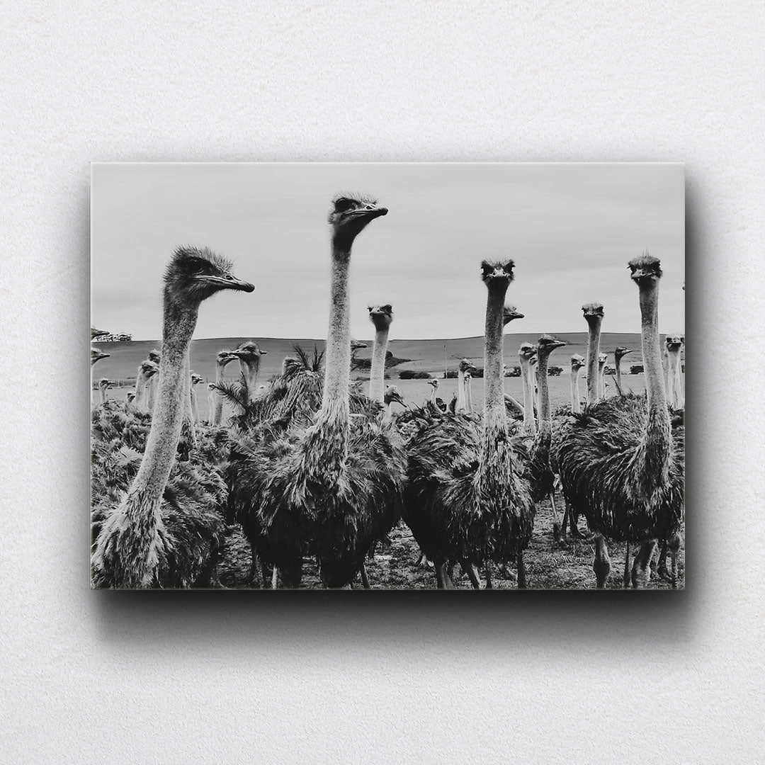 BW Ostrich Canvas Sets