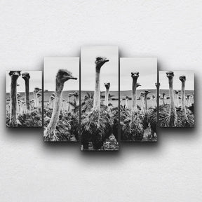 BW Ostrich Canvas Sets