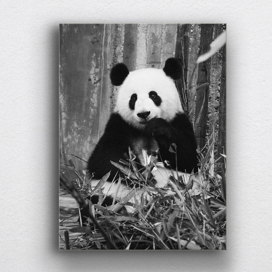 BW Panda Canvas Sets