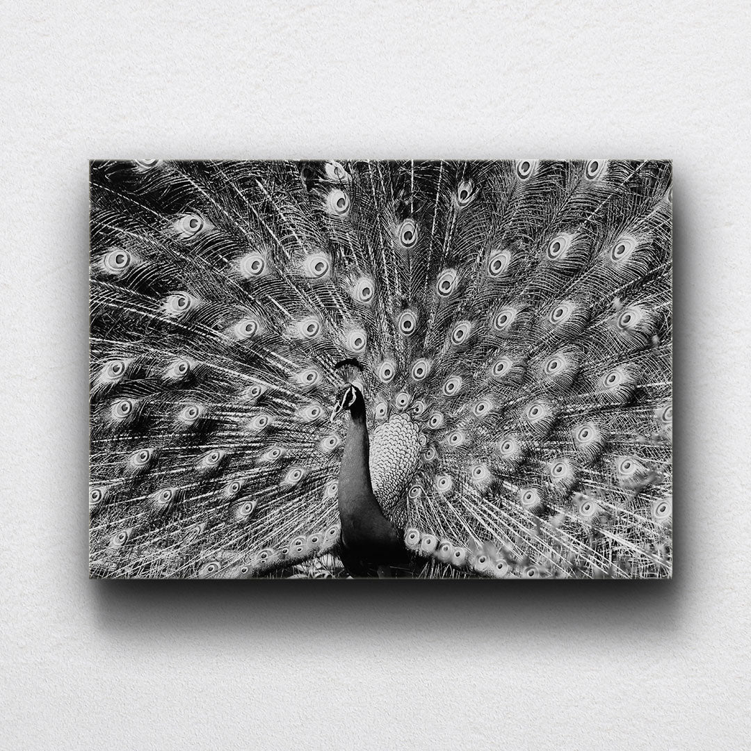 BW Peacock Canvas Sets