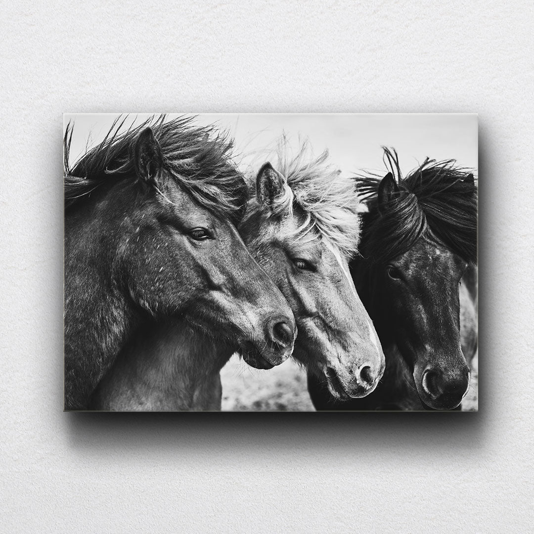 BW Ponies Canvas Sets