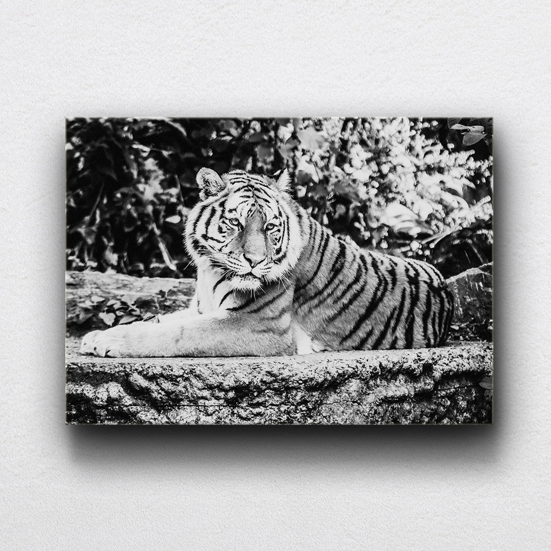 BW Relaxed Tiger Canvas Sets
