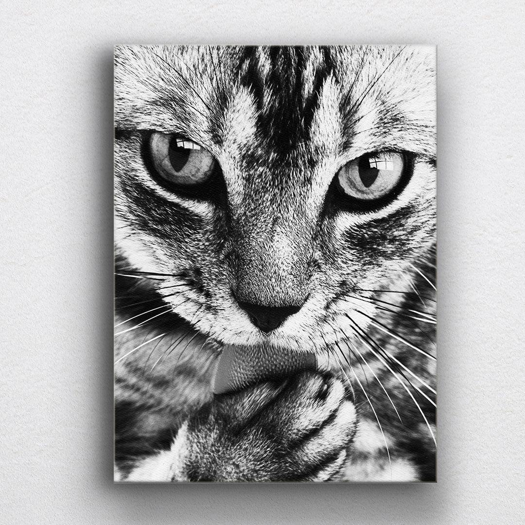 BW Tabby Cat Canvas Sets