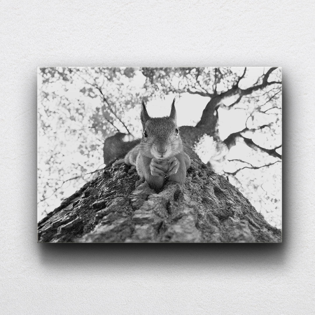 BW Tree Squirrel Canvas Sets