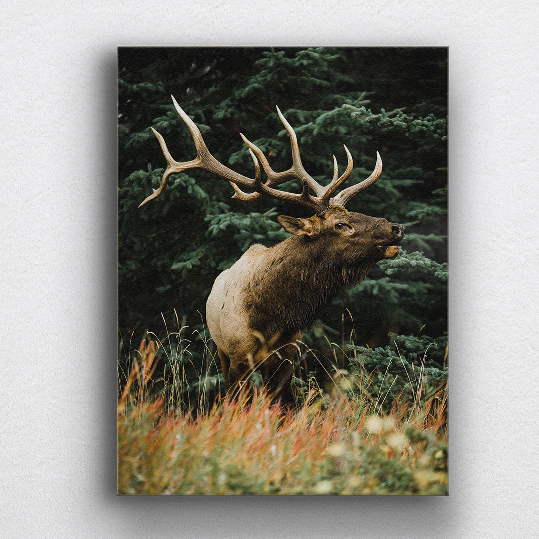 Elk in the Wild Canvas Sets