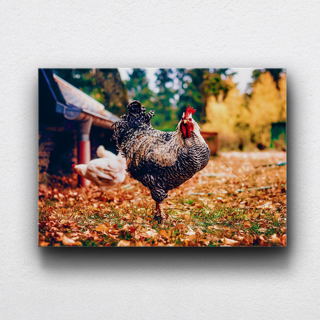 Fall Rooster Canvas Sets