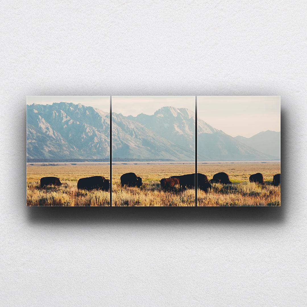 Grazing Buffalo Canvas Sets