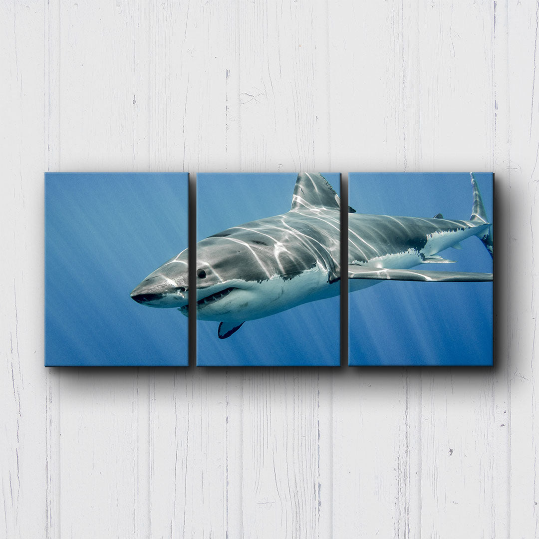 Great White Canvas Sets