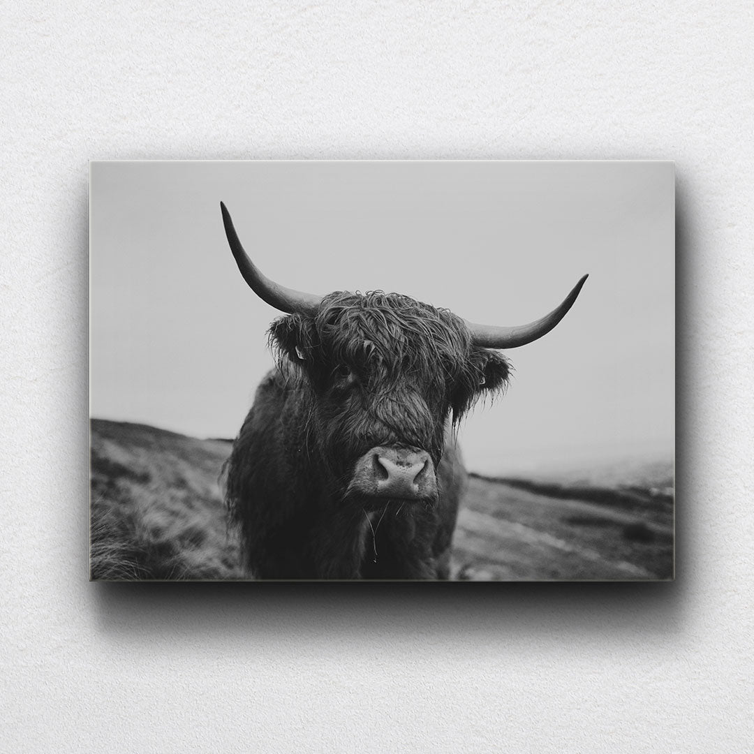 BW Highland Cow Canvas Sets