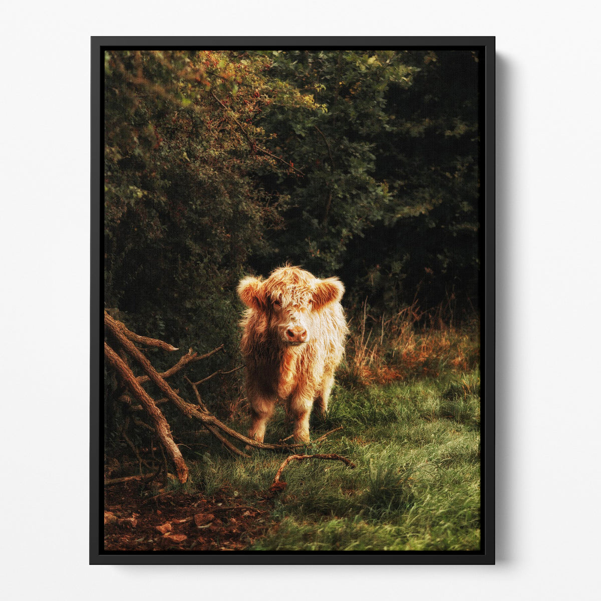 Mini Highland Cow Poster/Canvas | Far Out Art 
