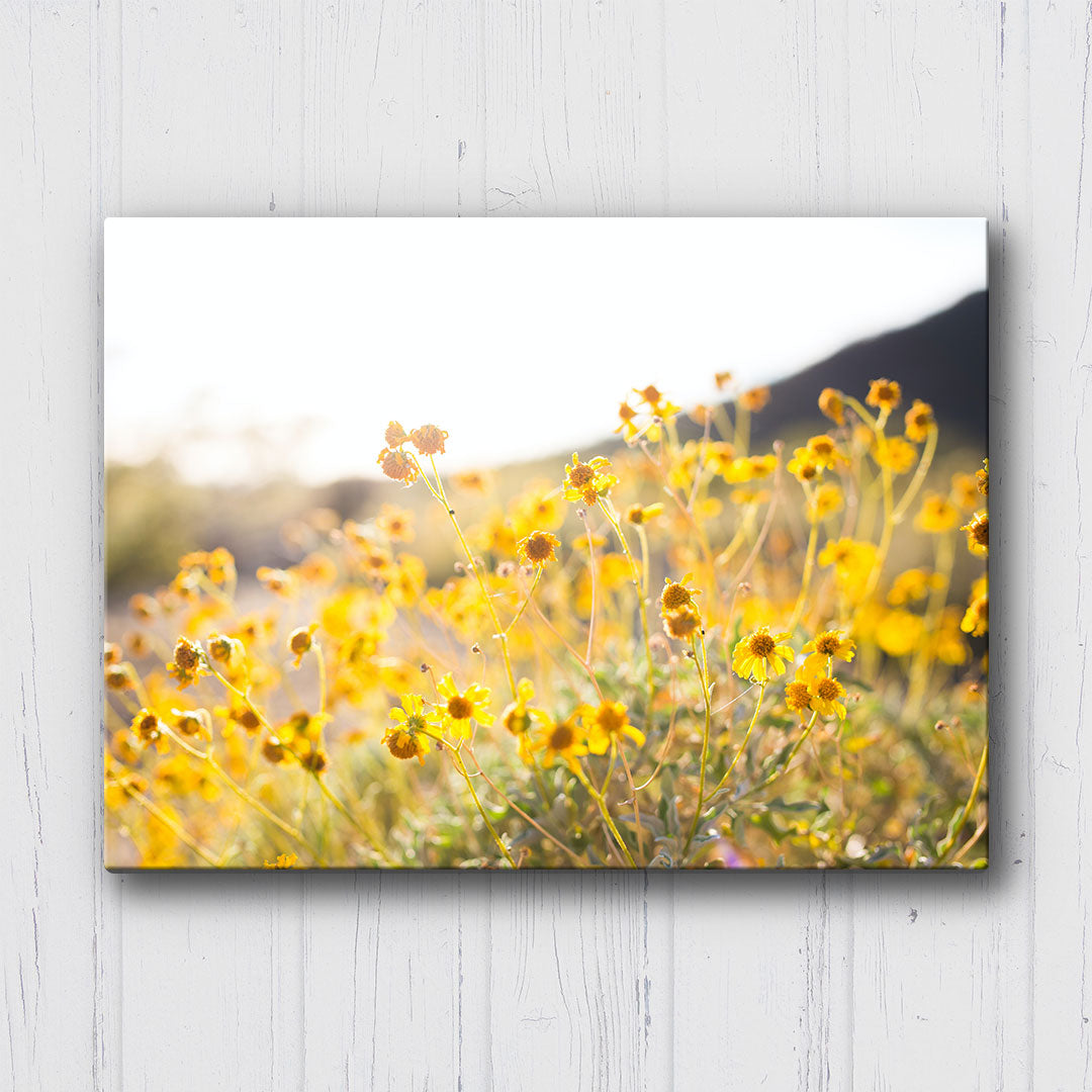 Arizona Wildflowers Canvas Sets