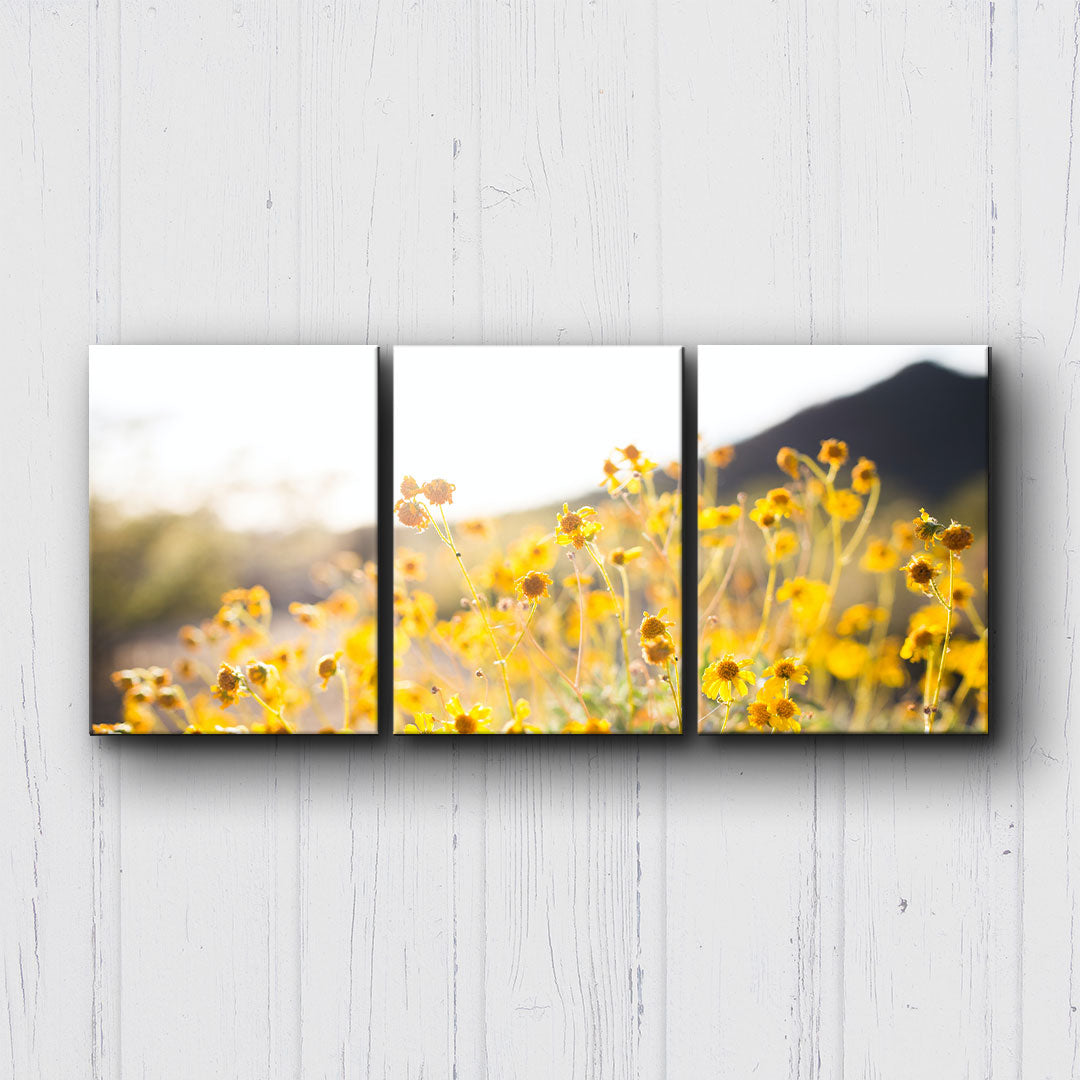 Arizona Wildflowers Canvas Sets