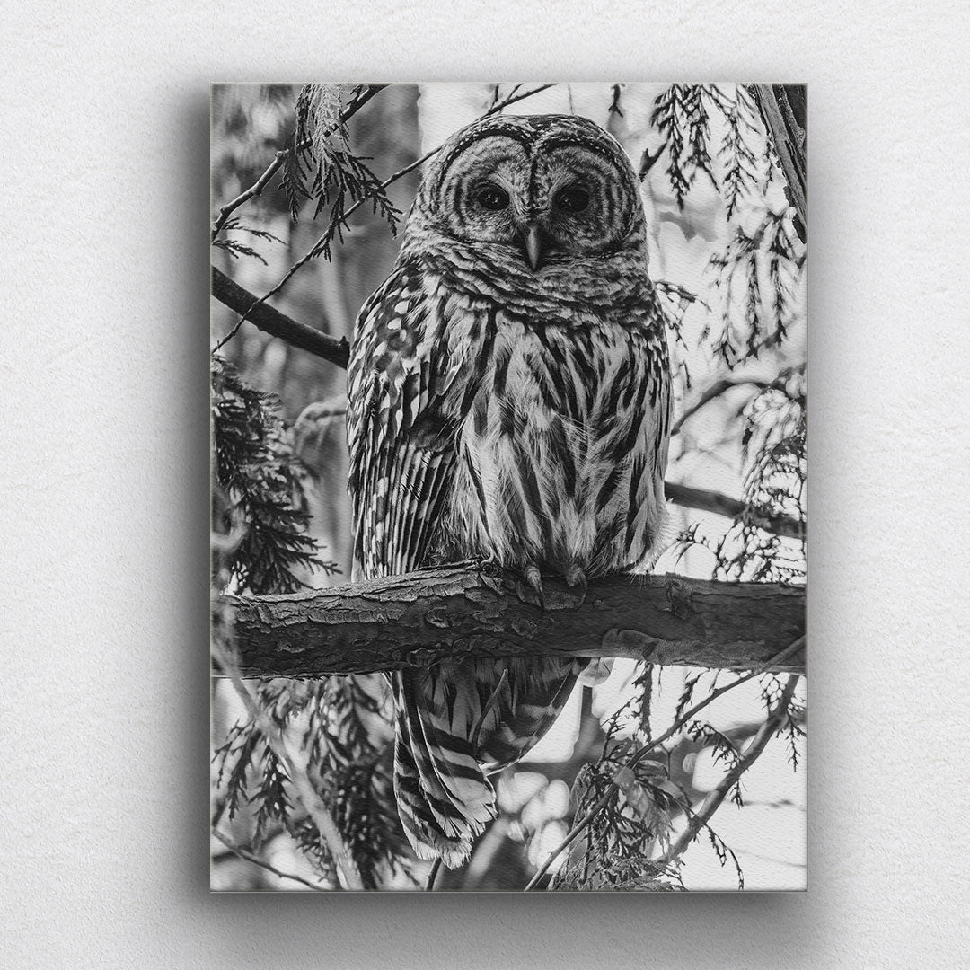 BW Barrel Owl Canvas Sets