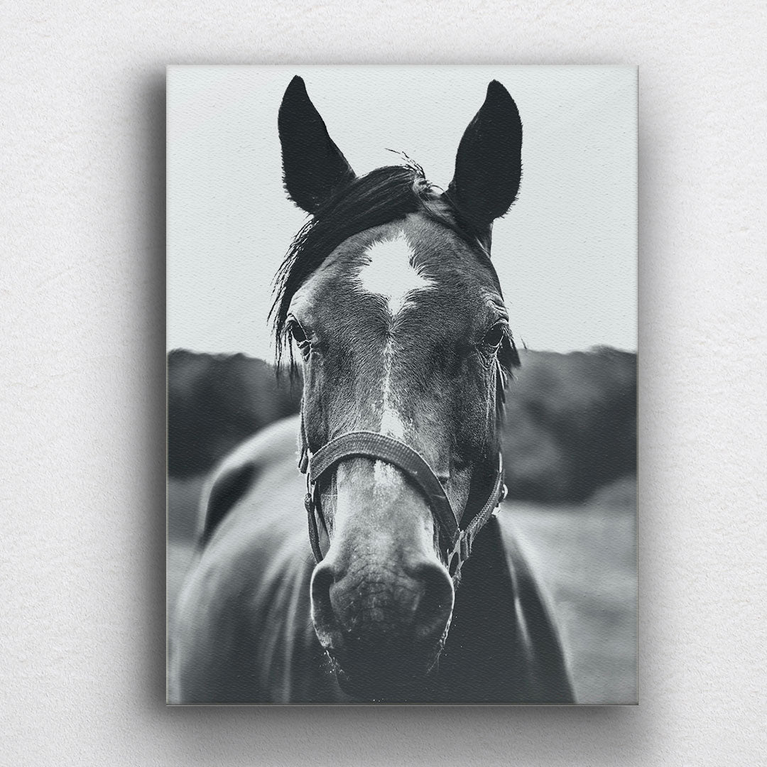 BW Horse Portrait Canvas Sets