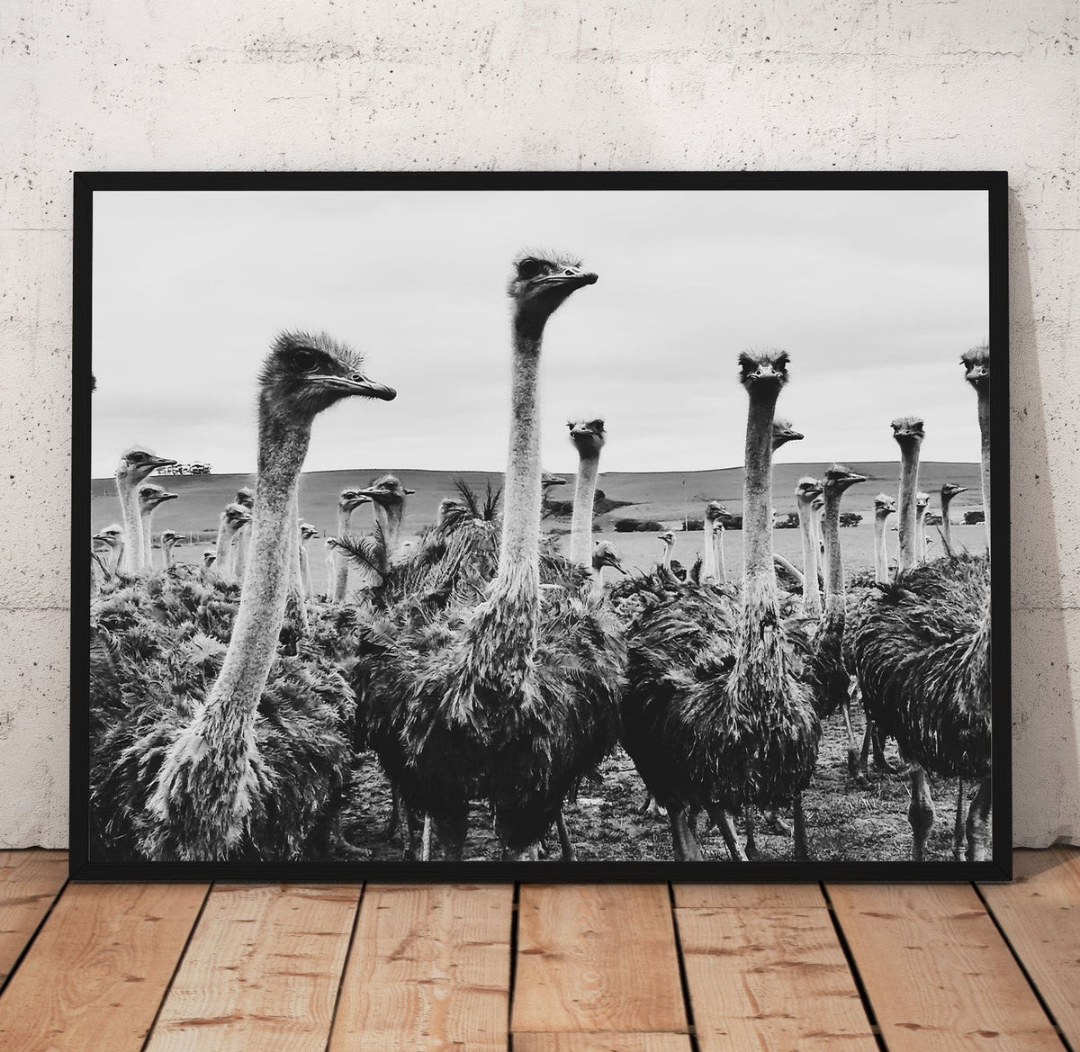 B/W Ostrich Prints | Far Out Art 
