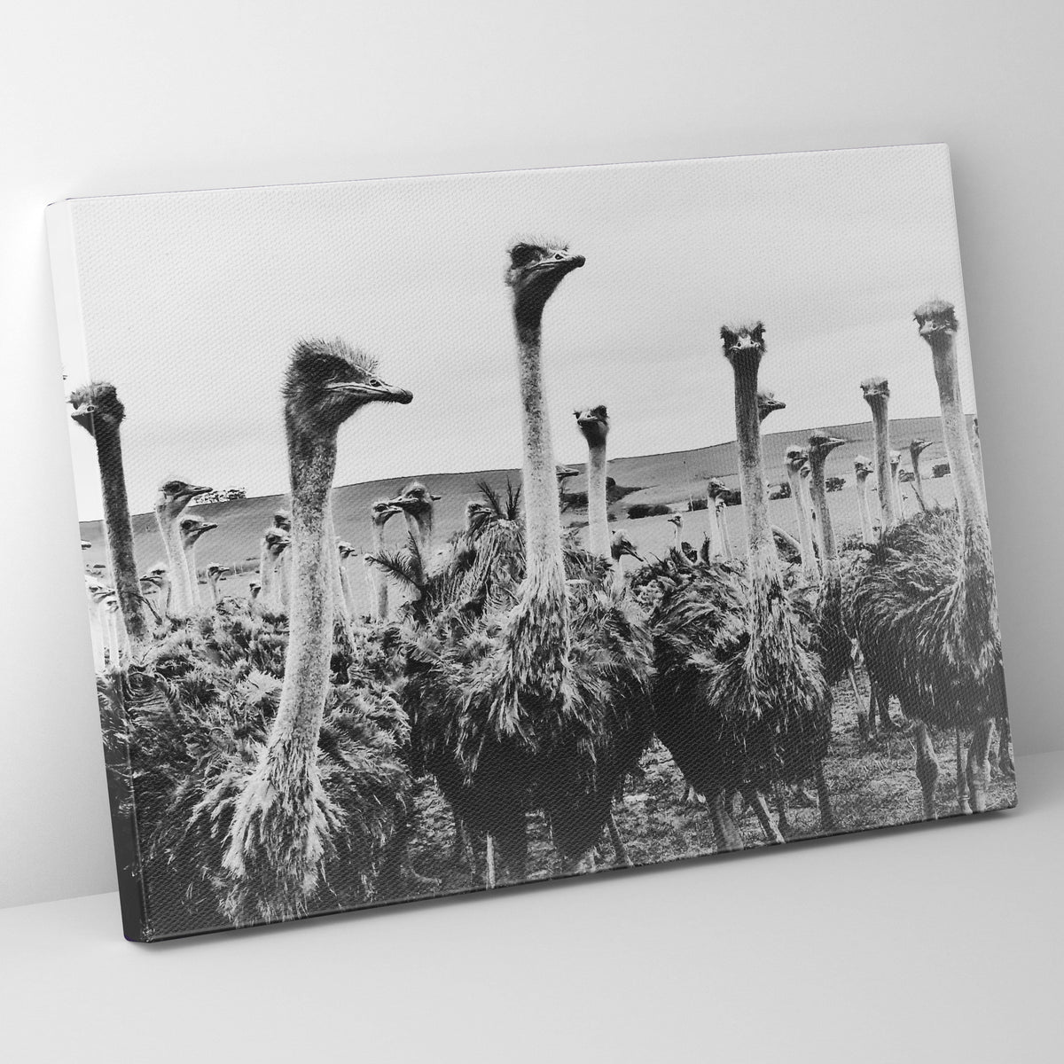 B/W Ostrich Prints | Far Out Art 