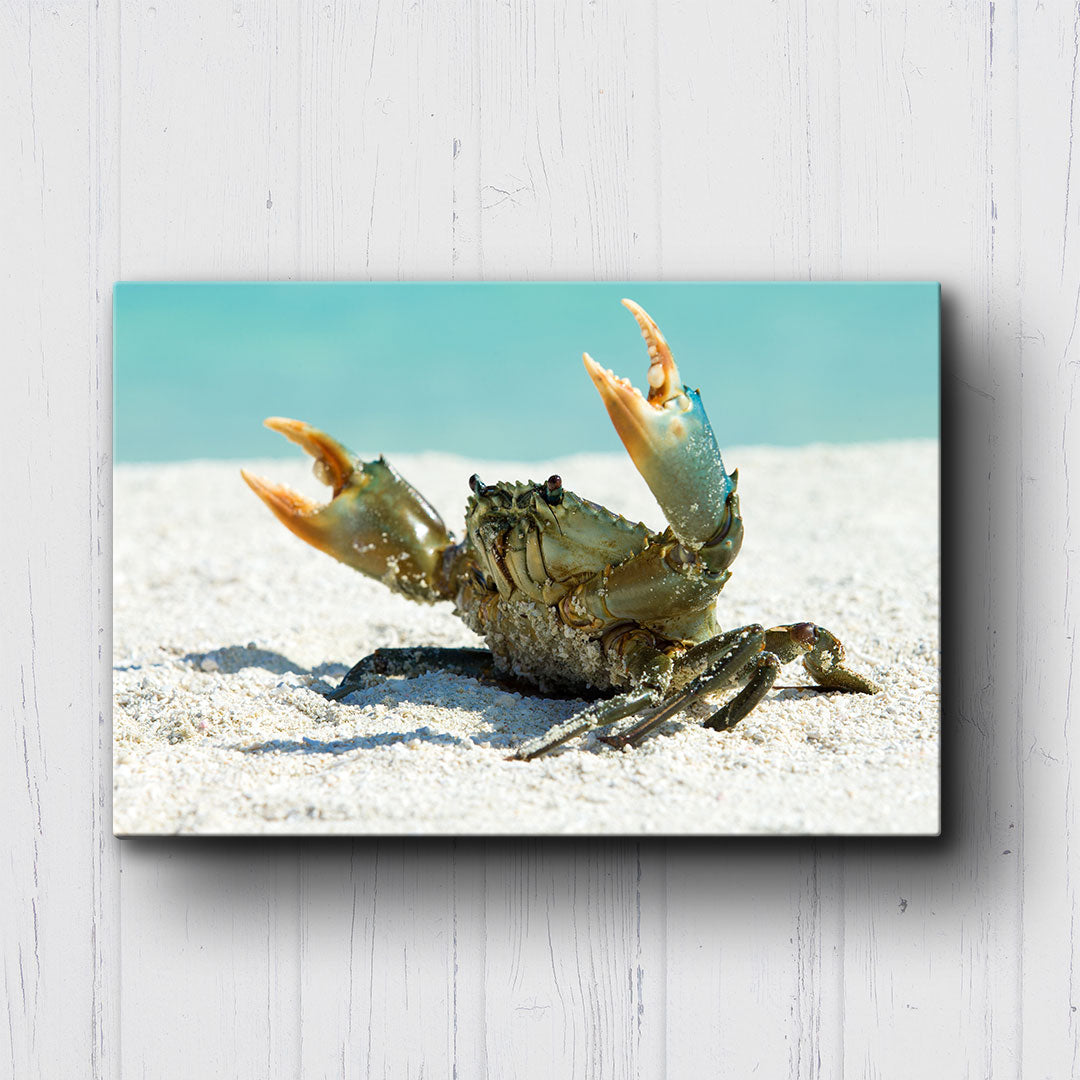 Come At Me Crab Canvas Sets