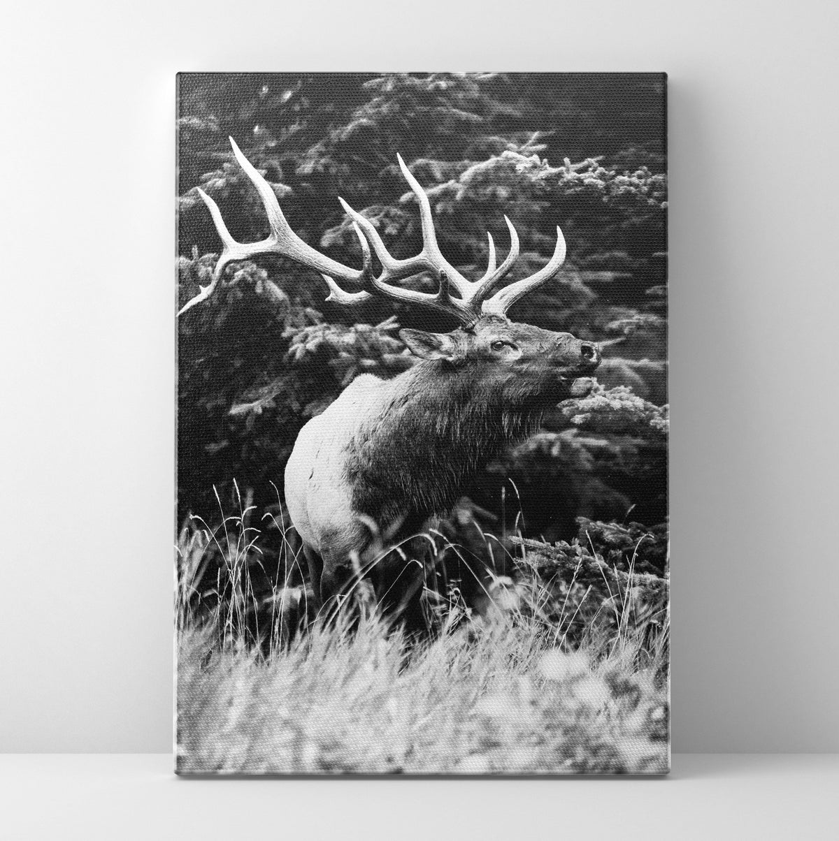 B/W Elk Prints | Far Out Art 