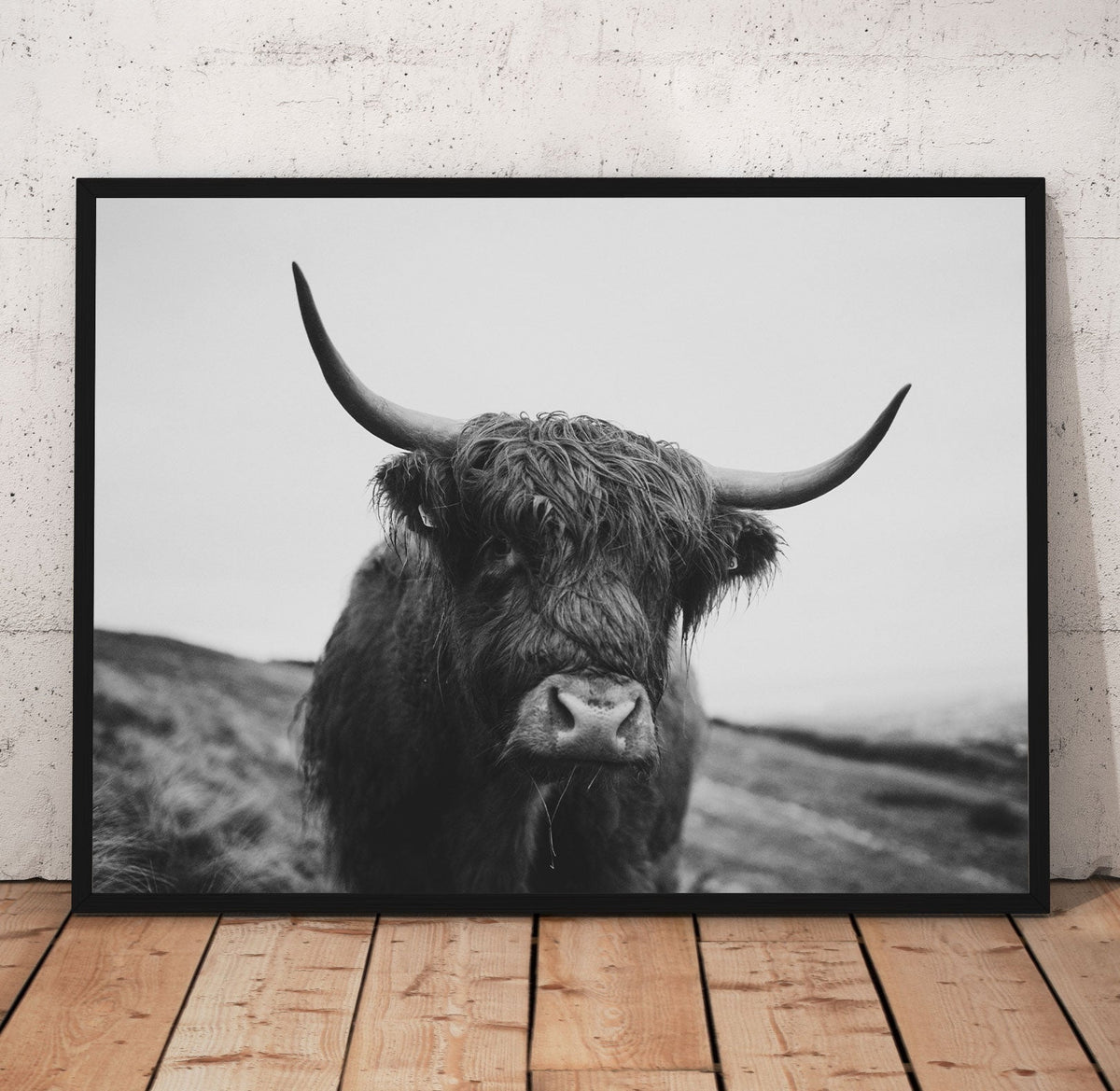 Highlands Cow Prints | Far Out Art 