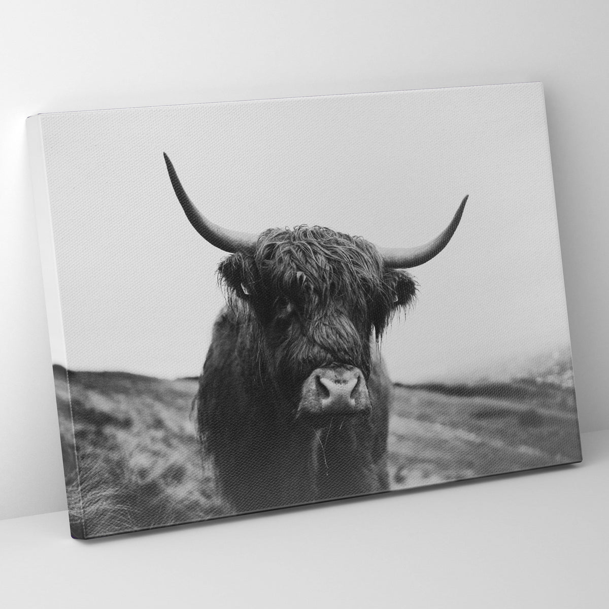 Highlands Cow Prints | Far Out Art 