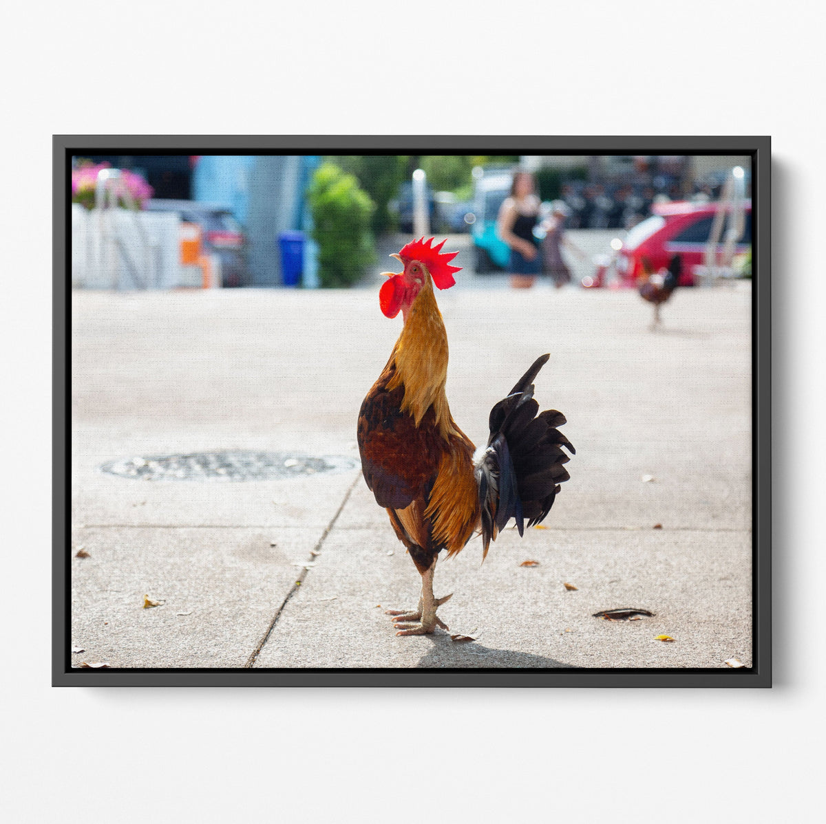 Key West Rooster Poster/Canvas | Far Out Art 