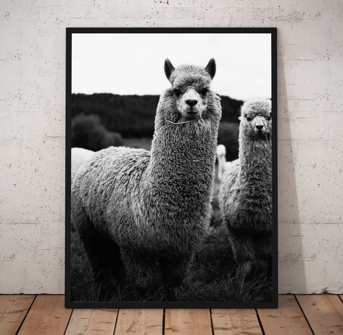 B/W Llama Prints | Far Out Art 