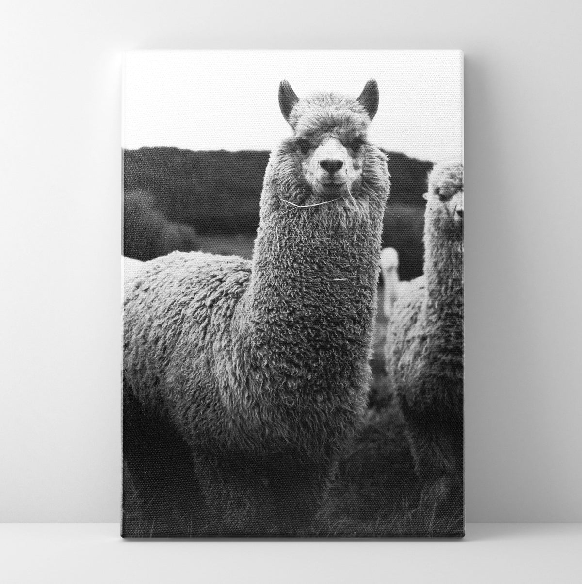 B/W Llama Prints | Far Out Art 