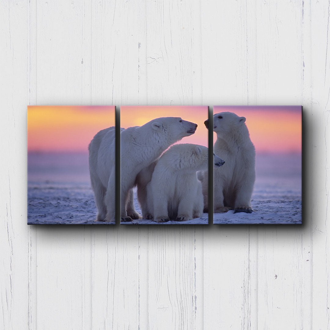 Polar Bear Canvas Sets
