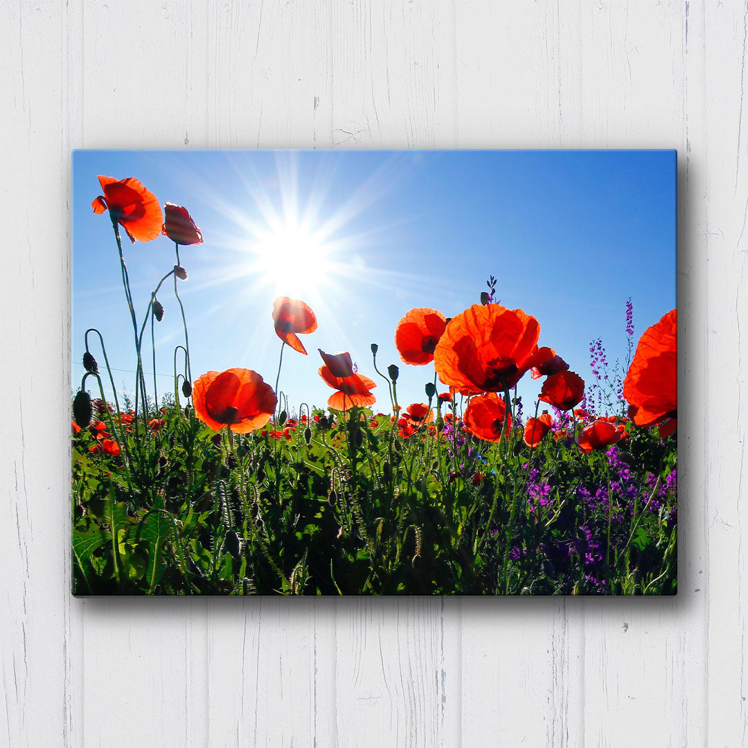 Red Poppies Canvas Sets