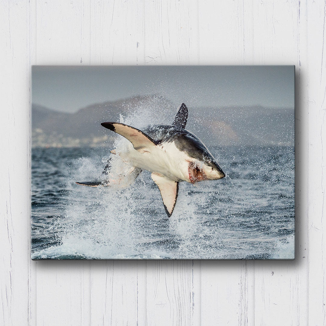 Shark Week Canvas Sets