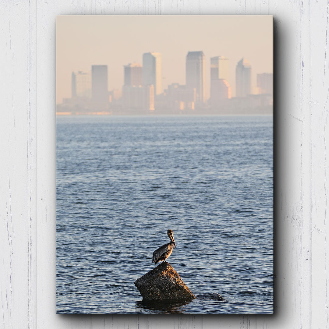 Tampa Bay Pelican Canvas Sets