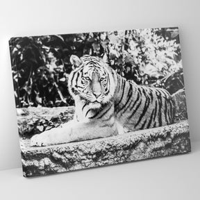 B/W Tiger Prints | Far Out Art 