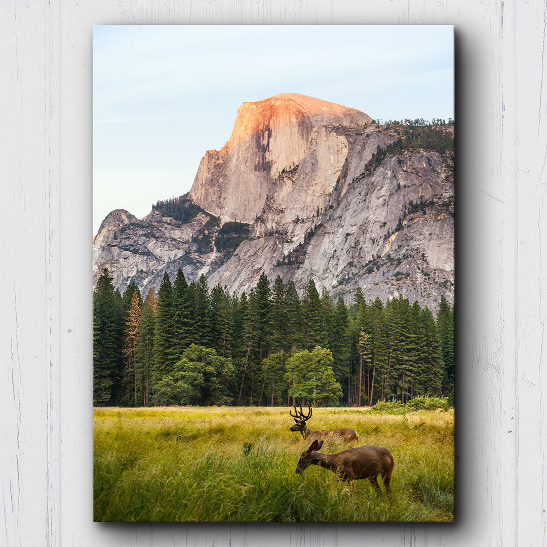 Yosemite Valley Deer